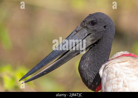 Jaribu (Jabiru mycteria), Porträt, Brasilien, Pantanal Stockfoto