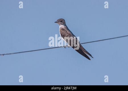 Graureihiger martin (Progne chalybea), der auf einer Stromleitung in Brasilien, im Serra da Canastra National Park, thront Stockfoto