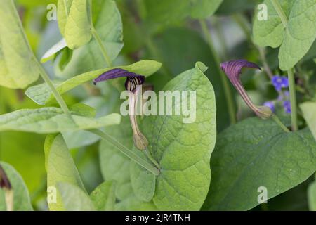 Schmierkraut, rundblättrige Geburtswunde (Aristolochia rotunda), blühend Stockfoto