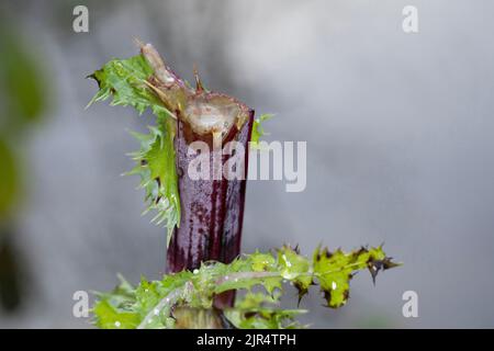 Rehe (Capreolus capreolus), Browsing Damage, Deutschland Stockfoto