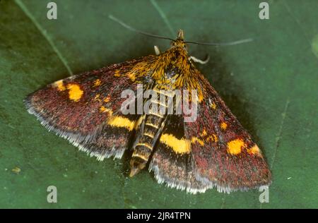 Gewöhnliches Lila und Gold, Minzmotte (Pyrausta aurata), sitzt auf einem Blatt, Deutschland Stockfoto