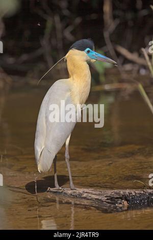 Kappreiher (Pilherodius pileatus), steht in flachem Wasser, Brasilien, Pantanal Stockfoto