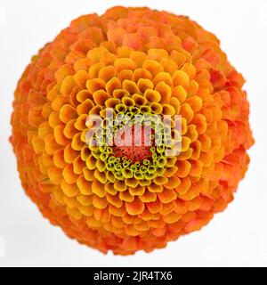 Zinnia, Jugend und Alter, gemeiner Zinnia (Zinnia elegans 'Queeny Lime Orange', Zinnia elegans Queeny Lime Orange), Blütezeit des Cultivar Queeny Stockfoto