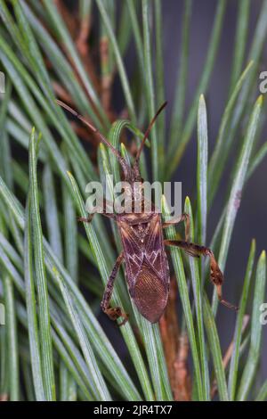 Westlicher Nadelbaumkäfer (Leptoglossus occidentalis), sitzt auf einem Kiefernzweig, Deutschland Stockfoto