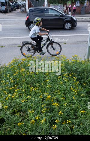 Gewöhnlicher Tanacetum vulgare (Tanacetum vulgare, Chrysanthemum vulgare), der an einer Straße in der Stadt wächst Stockfoto