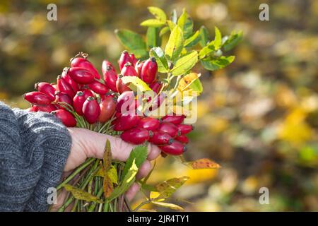 Hunderose (Rosa canina), Ernte der Hagebutten, Deutschland Stockfoto