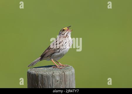 Savannah-Sperling (Passerculus sandwichensis), thront auf einem hölzernen Postgesang, Kanada, Manitoba Stockfoto