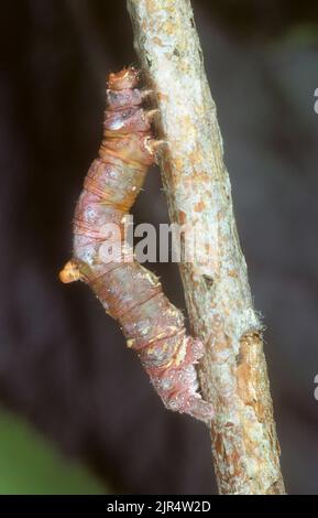 Schwemmfalter (Opisthograptis luteolata), Raupe imitiert einen Zweig, Deutschland Stockfoto