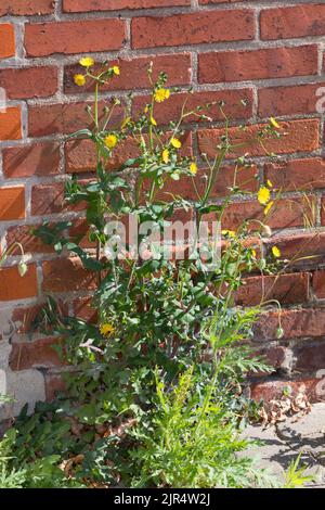 Gewöhnlicher Sauerstiehl, jährlicher Sauerstiehl, gewöhnlicher Sauerstiehl, kleiner Sauerstiehl (Sonchus oleraceus), wächst in einer Pflasterlücke an einer Hauswand, Deutschland Stockfoto