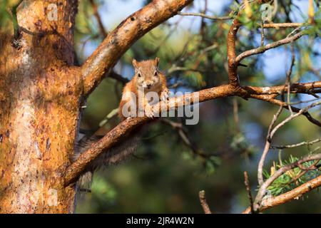 Europäisches Rothörnchen, eurasisches Rothörnchen (Sciurus vulgaris), auf einem Ast sitzend, Vorderansicht, Skandinavien Stockfoto