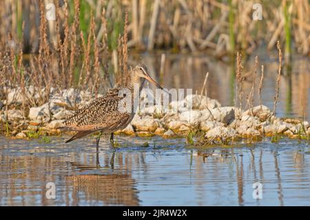 Marmorter Godwit (Limosa fedoa), wadet im seichten Wasser, Kanada, Manitoba, Eichenhammock Marsh Wetland Stockfoto