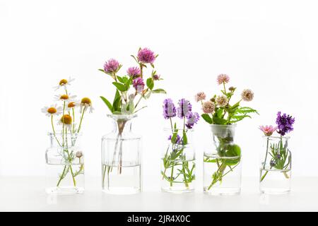 Sommer wild medizinische Blumen und Kräuter in Gläsern. Alternative Medizin Stockfoto