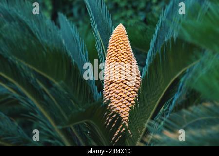 Sago Cycas Palme blüht im Stadtpark als Zierpflanze und Dekopflanze. Reichliche Fortpflanzung durch Samen Stockfoto