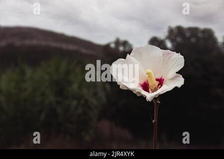 Nahaufnahme eines weißen Hibiscus syriacus, auch bekannt als Rose von Sharon oder syrischer Ketmia, der Nationalblume Südkoreas, die in einem Berggebiet wächst Stockfoto