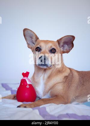 Ein süßer brauner Mischlingshund mit kecken Ohren und scharfen großen Augen starrte auf die Kamera und lag auf einem bequemen Bett neben einem quietschenden roten Spielzeug Stockfoto