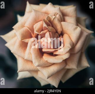 Makrofotografie einer blassgelben Rose mit orangefarbenen Schattierungen. Quadratische Zusammensetzung von Blütenblättern in Blüte von oben geschossen. Selektiver Fokus Stockfoto