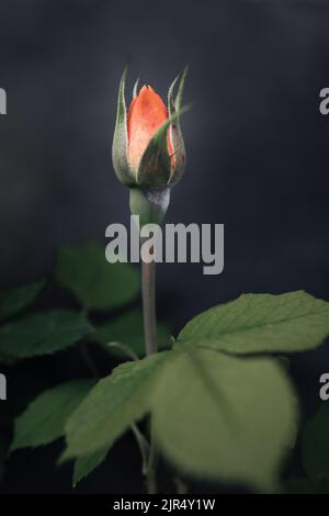 Eine halboffene Rosenblüte, ein Stiel und grüne Blätter mit selektivem Fokus auf einem weichen, dunklen, unscharfen Hintergrund. Makrofotografie der Blüte Stockfoto