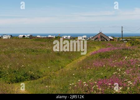 Cornwall, England, Großbritannien. 2022. Wilde Blumen und Wanderweg durch ein Feld in West Cornwall, das zu einem Campingplatz für Wohnwagen und Zelte entlang der Küste führt. Stockfoto