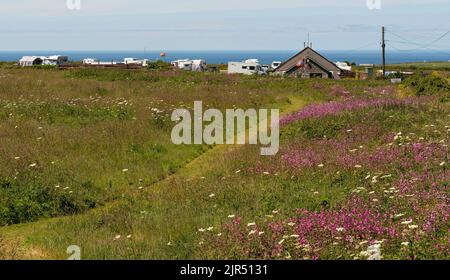 Cornwall, England, Großbritannien. 2022. Wilde Blumen und Wanderweg durch ein Feld in West Cornwall, das zu einem Campingplatz für Wohnwagen und Zelte entlang der Küste führt. Stockfoto