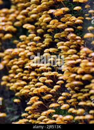 Eine vertikale Nahaufnahme von gelben kleinen Pilzen auf der Rinde. Xerompalina campanella. Stockfoto