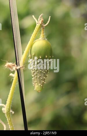 Super süße Gurke, die auf der Rebe hängt, während sie im sonnigen Küchengarten wächst. Stockfoto