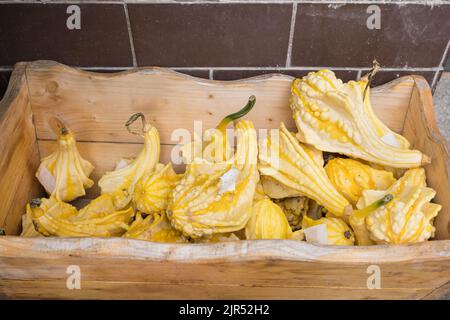 Kleine gelbe dekorative Kürbisse im Vorratsbehälter. Nahaufnahme, selektiver Fokus. Halloween und Thanksgiving Dekoration und Ladenkonzept Stockfoto