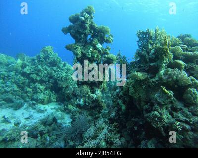 Bunte Korallen und kleine exotische Fische am Boden des Roten Meeres in Ägypten Stockfoto