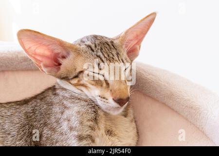 Orientalisches Kurzhaar tabby Kätzchen schlafen in der Hängematte Stockfoto