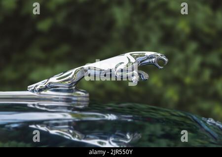 Polen, Warschau -18. August 2022. Jaguar Kfz-Schild, Nahaufnahme. Jaguar Motorhaubenemblem. Grüne Bäume Hintergrund Stockfoto