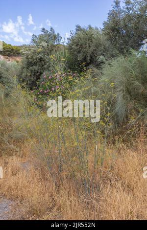 Foeniculum vulgare, Wildfenchel Pflanze in Blume Stockfoto