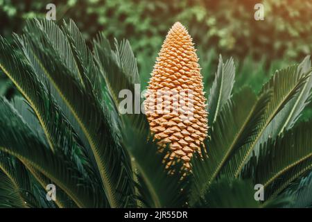 Sago Cycas Palme blüht im Stadtpark als Zierpflanze und Dekopflanze. Reichliche Fortpflanzung durch Samen Stockfoto