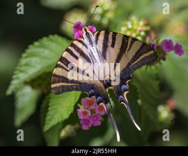 Iberisch seltener Schwalbenschwanz-Schmetterling, Iphiclides feisthamelii Stockfoto