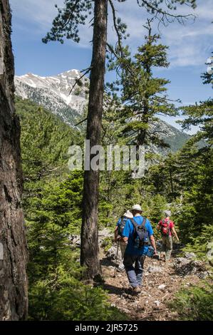 Wandern im Vasiliki-Wald auf der langen Strecke, E4 Route mit dem Gipfel des Profitis Ilias im Hintergrund, lief der höchste Gipfel im Taygetus Stockfoto