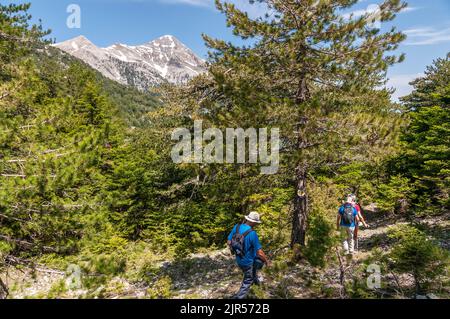 Wandern im Vasiliki-Wald auf der langen Strecke, E4 Route mit dem Gipfel des Profitis Ilias im Hintergrund, lief der höchste Gipfel im Taygetus Stockfoto