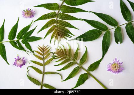 Zierpflanze Hintergrund. Grünes Blatt ailanthus altissima, violette Blume von knautia arvensis in Anordnung auf weißem Hintergrund, Nahaufnahme. Stockfoto