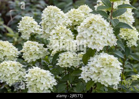 Hortensia paniculata sort Limelight: Hortensien mit grünen Blüten blühen im Sommer im Garten Stockfoto