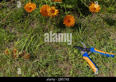 Gartenscheren, der auf dem Gras in der Nähe der Blumen liegt. Hochwertige Fotos Stockfoto