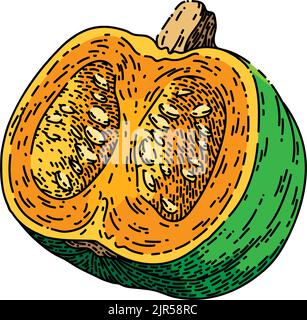 Handgezeichneter Vektor mit Kürbisschnitt-Skizze Stock Vektor