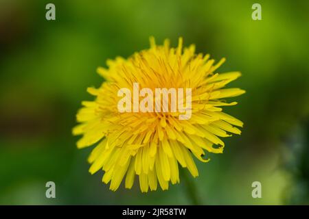 Lebhaft gelbe Farbe des Dandelion Knospe auf einem Bokeh Hintergrund. Stockfoto