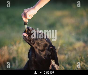 CBD-Hanföl mit einer Pipette an den Hund geben Stockfoto