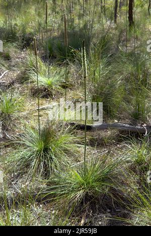Xanthorrhoea Australis Grass Tree Blackboy wächst im Landesinneren von Curtis Island Queensland Australia Stockfoto