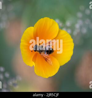 Eristalis similis, europäische Arten von Schwebfliegen, sammeln Pollen aus der gelb blühenden .Eschschscholzia californica in Kew Gardens Stockfoto