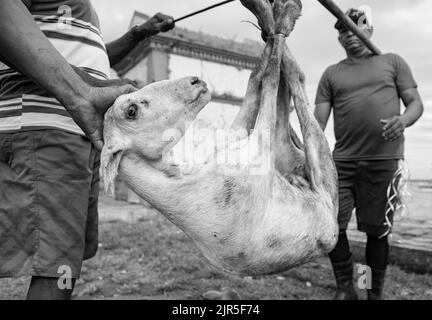 Belem do para, Bundesstaat para, Brasilien - 01. August 2016: Männer bei der Arbeit, die eine Ziege in einer Holzbar in der Nähe des Ver-o-Peso-Marktes tragen. Stockfoto