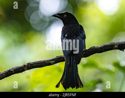 Ein Halmahera Spangled Drongo (Dicrurus bracteatus atrocaeruleus), der auf einer Ranch thront. Halmahera, Indonesien. Stockfoto