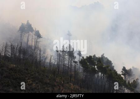 Sant'Agata di Puglia, Italia - 21 agosto 2022: l'incendio boschivo divampato durante la notte che ha distutto la pineta del monte della Croce Stockfoto