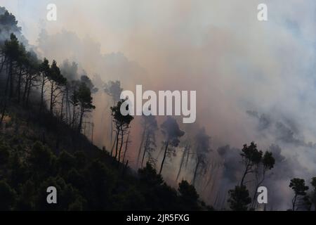 Sant'Agata di Puglia, Italia - 21 agosto 2022: l'incendio boschivo divampato durante la notte che ha distutto la pineta del monte della Croce Stockfoto