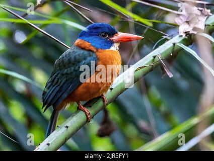 Ein Grünrückenfischer (Actenoides monachus), der auf einem Ast thront. Tangkoko-Nationalpark, Sulawesi, Indonesien. Stockfoto