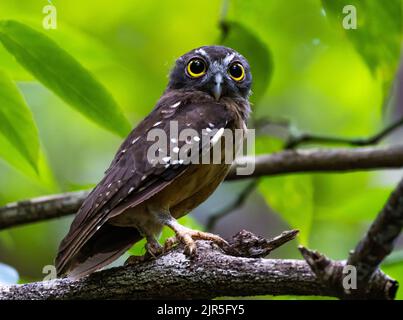 Ein endemischer Ocherbauchboook (Ninox ochracea), der auf einem Ast thront. Tangkoko-Nationalpark, Sulawesi, Indonesien. Stockfoto