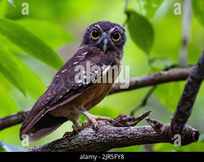 Ein endemischer Ocherbauchboook (Ninox ochracea), der auf einem Ast thront. Tangkoko-Nationalpark, Sulawesi, Indonesien. Stockfoto