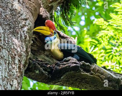 Ein männlicher Knobbed Hornbill (Rhyticeros cassidix) füttert ein Brutweibchen in ihrem Nest. Tangkoko-Nationalpark, Sulawesi, Indonesien. Stockfoto